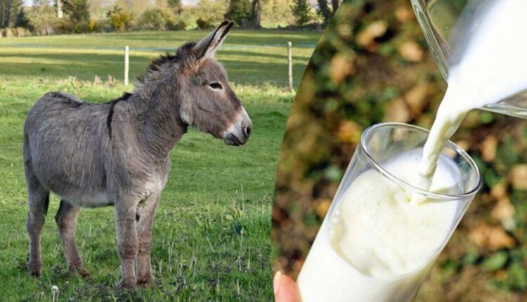 Jenny Donkey Milk